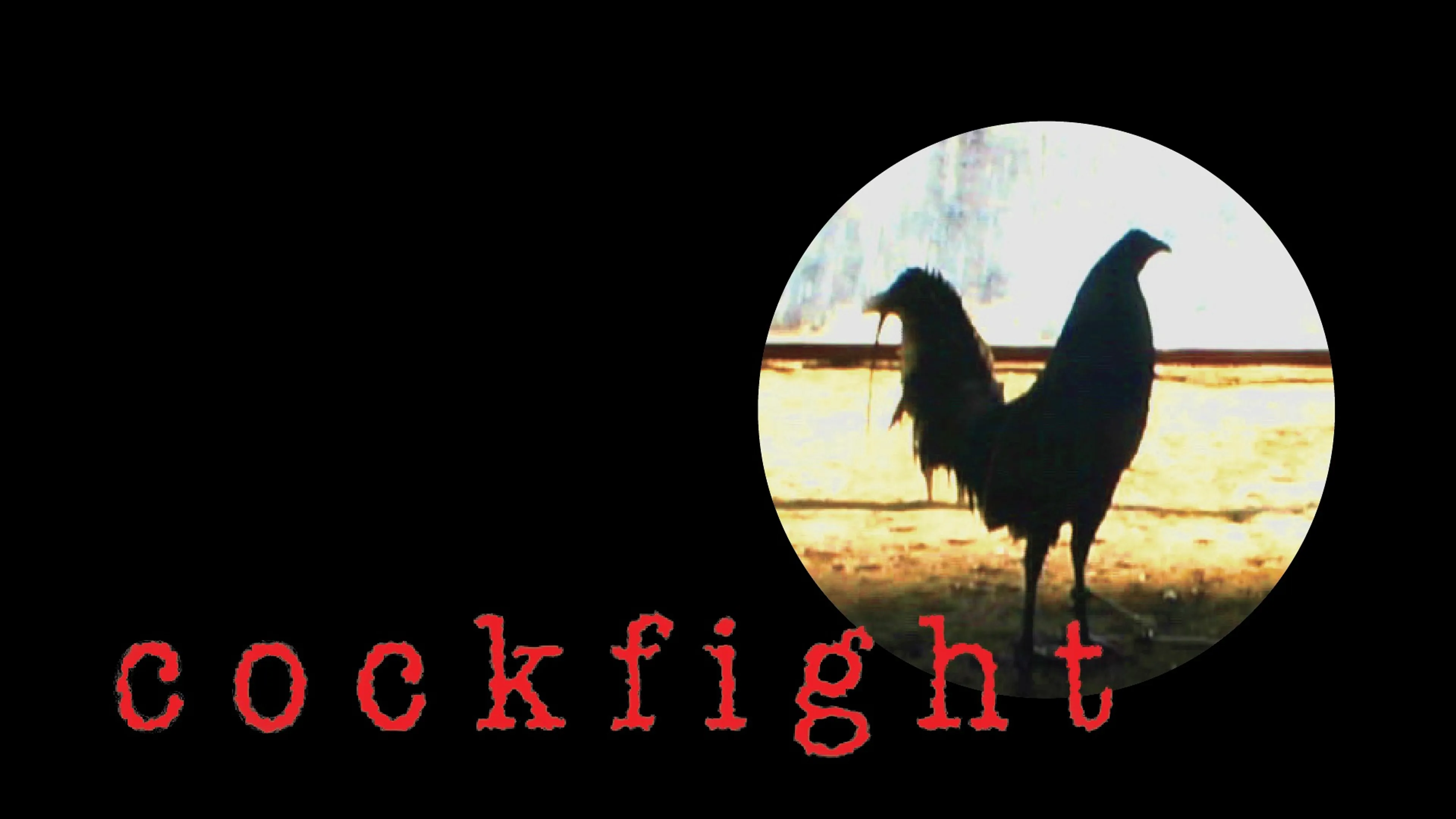 Cockfight poster